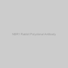 Image of NBR1 Rabbit Polyclonal Antibody